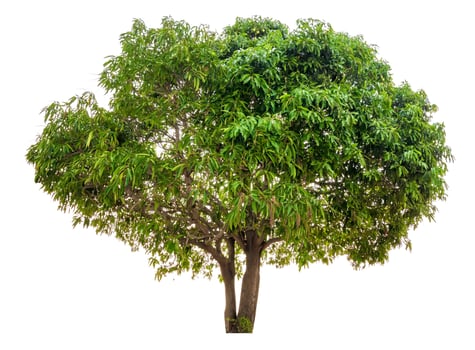 Lush Green Mango Tree Isolated photo