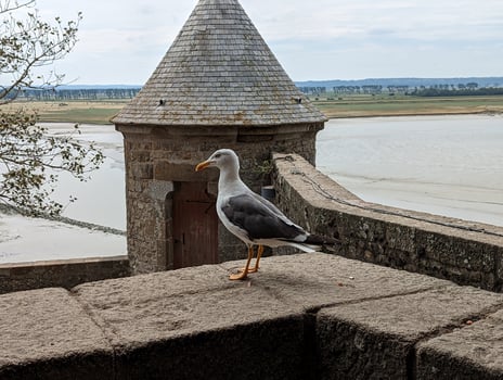 Old Village and Coastal Wildlife on Mont Saint-Michel, Normandy photo
