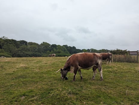 Vast Rural Landscape with Grazing Longhorn Cattle and Rolling Clouds, Knepp Estate photo