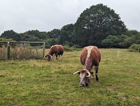 Agricultural Landscape with Grazing Longhorn Cattle Under a Beautiful Sky, Knepp Estate photo