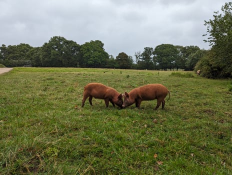 Tamworth Piglets Roaming Free in Knepp Estate Meadow photo