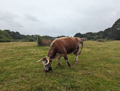 Rewilding in a Rural Landscape Free-Roaming Cattle Grazing in Knepp Estate photo