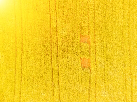 Aerial view on green wheat field in countryside. Field of wheat blowing in the wind on sunset. Young and green Spikelets. Ears of barley crop in nature. Agronomy, industry and food production. photo