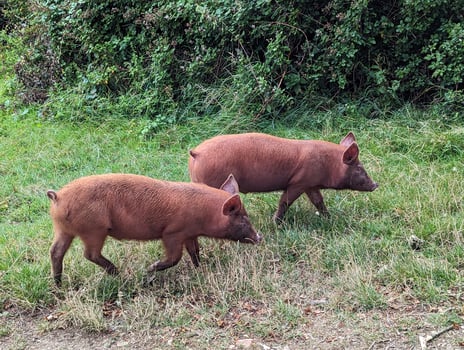 Group of Wild Tamworth Piglets Roaming Free in Wild Grassland photo