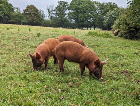 Wild Tamworth Piglet Roaming in Knepp Estate Field photo