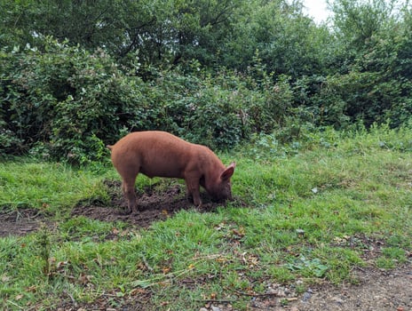 Wild Tamworth Piglet Roaming Free in Wild Grassland photo