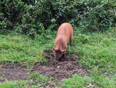 Tamworth Piglet Roaming and Rooting in Knepp Estate's Rewilded Field photo