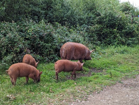 Free-roaming piglets and adult pigs graze in a lush, wild landscape. photo