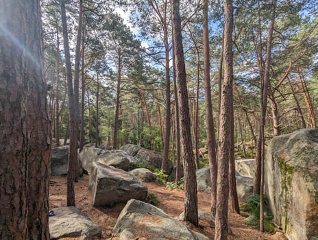 Traversing Sunny Fontainebleau Bouldering Adventures Amidst Wildlife and Nature photo