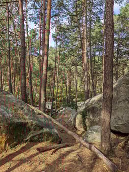 Autumn Hiking in Fontainebleau Sunny Trail Through the Woodland photo
