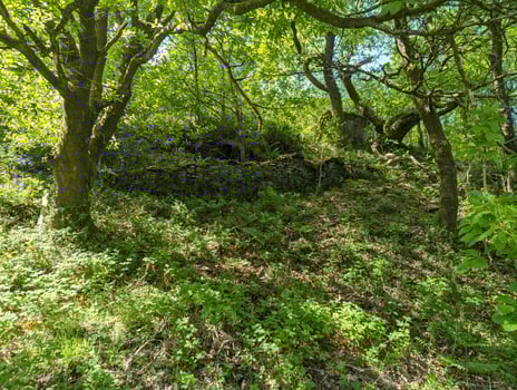 Tranquil Old-Growth Forest Beauty photo