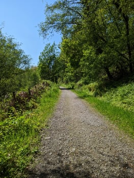 Path Through Lush Woodland Amid Blue Skies photo