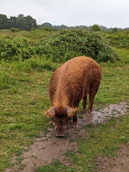 Tamworth Pig Grazing in the Beautiful Landscape photo