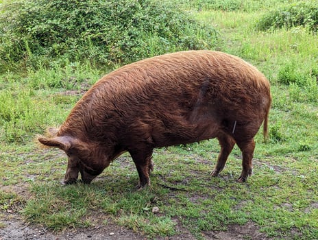 Tamworth Pig Grazing in Green Pasture, Knepp Estate photo
