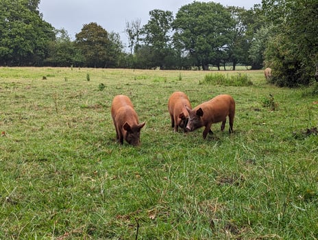 Grazing Pigs and Piglets in a Green Pasture on a Farm in Knepp photo