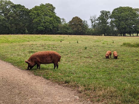 Group of Domestic Pigs Roaming Freely in a Rural Landscape at Knepp Estate photo