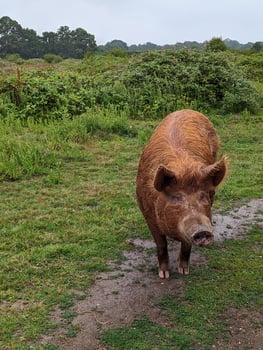 Peaceful Countryside Scene with a Grazing Tamworth Pig in a Lush Green Field photo