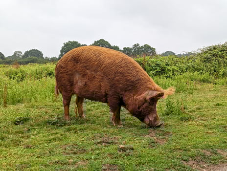 Tamworth Pig Roaming in Knepp Estate Pasture photo