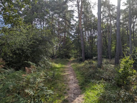 Sunny Summer Hiking Trail in Fontainebleau Woodland photo