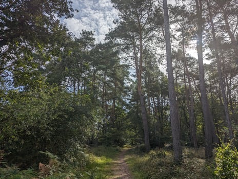 Exploring the Natural Beauty of Fontainebleau's Wilderness photo