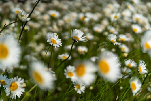 Daisy Chamomile background. Beautiful nature scene with blooming chamomilles in sun flare. Sunny day. Summer flowers. photo