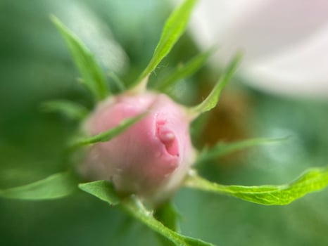 Summer flowers have bloomed in the garden photo