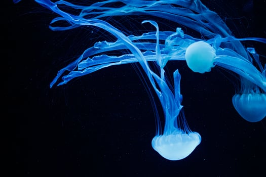 macro of a beautiful jellyfish chrysaora chinensis photo