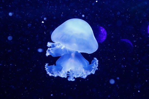 macro of a beautiful jellyfish stomolophus meleagris photo