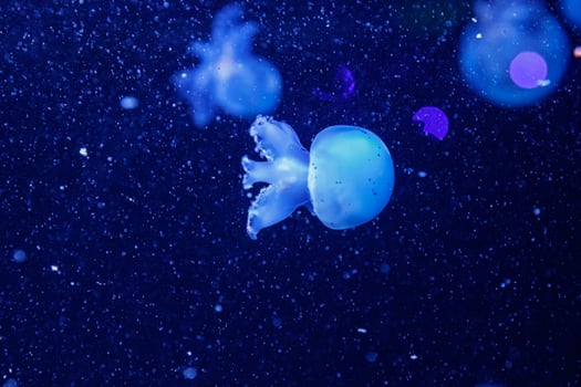 macro of a beautiful jellyfish rhizostoma pulmo photo