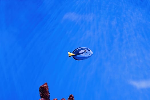 macro photography underwater paracanthurus hepatus photo