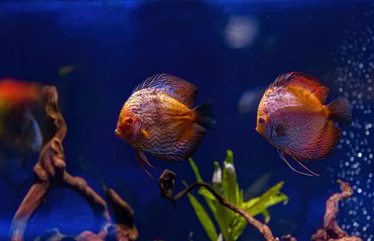 Underwater shot of Symphysodon fish photo