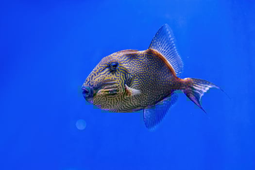 Underwater shot of Pseudobalistes fuscus fish photo