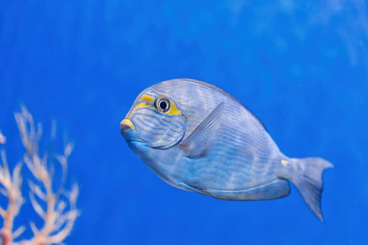 Underwater shot of fish Acanthurus mata photo