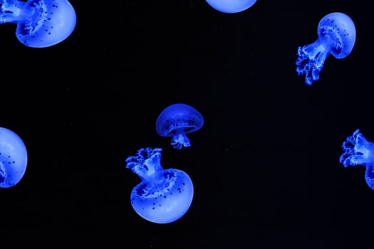 Shooting macro Jellyfish Spotted Lagoon underwater photo
