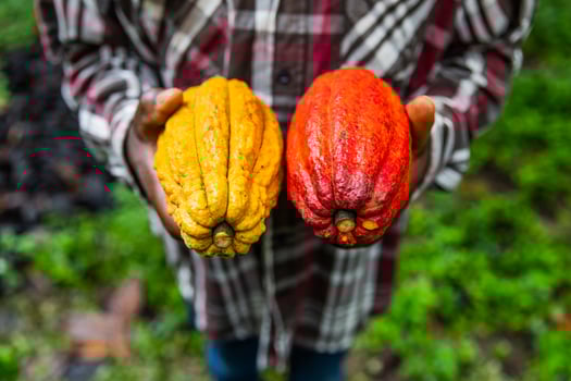 Closeup of an African harvester with two big bi-color cocoa pods, yellow and red photo