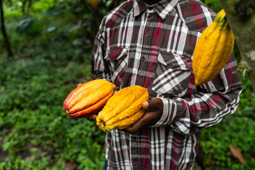 Close-up of cocoa pods freshly harvested by a farmer in the plantation photo