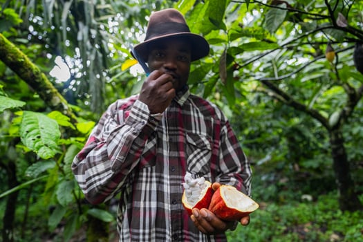 An African farmer tastes cocoa beans from a pod he has just opened photo
