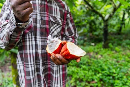 African harvester tasting cocoa beans from the pod he's just picked photo