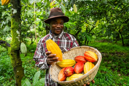 A smiling African farmer harvesting cocoa pods on the plantation, production of chocolate in Africa photo