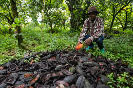 A farmer near the carcasses of cocoa pods emptied during the harvest photo