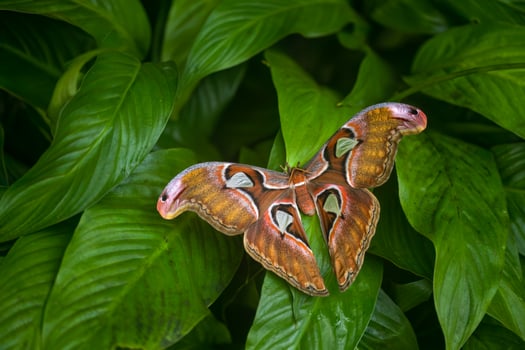 One of the biggest butterfly, Attacus atlas, Czech Botanical garden photo
