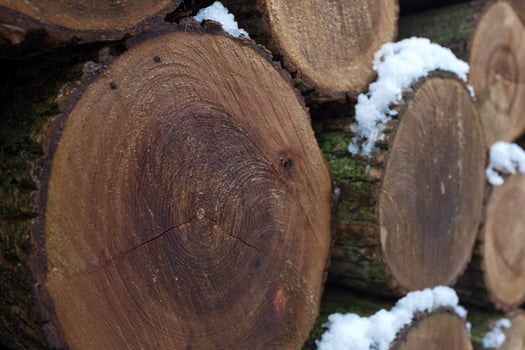 Wall of stacked wood logs as background. photo