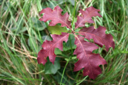 Close up nature view of green leaves of a tree. photo