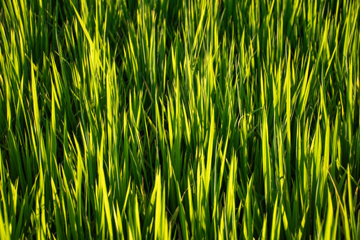 Top of green grass background with soft sunlight in sunset evening,Beautiful rice fields with bright color and warm sunlight,abstract background,close up grass and corn,green fresh rice field texture. photo