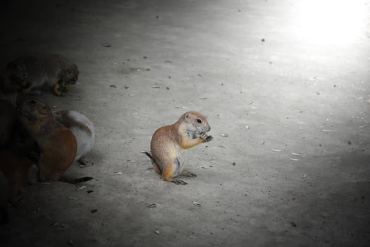 Prairie dog is eating alone and is separated from the group on gray and soft sunlight background. photo