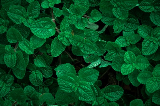The top-view of the beautiful green leaves of Pilea nummulariifolia or Peppermint shows the surface of the leaves against a dark tone background. photo