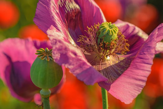 Close up of opium poppy seed flower head blooming in cultivated agricultural field photo