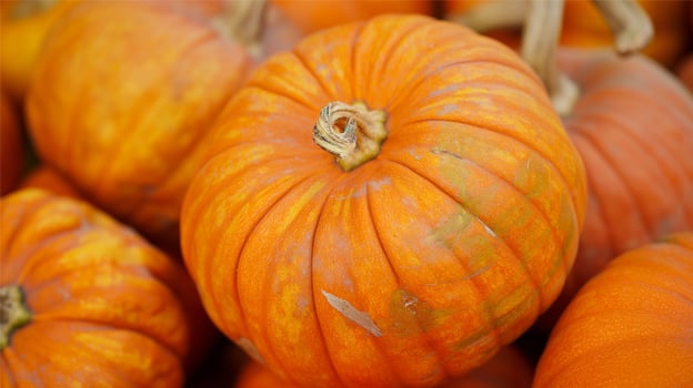 ripe pumpkin isolated photo