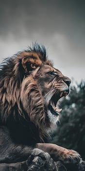 Savannah Kings Roar photo