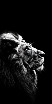 Regal Lion Mane Portrait photo